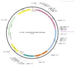 BIOHIPPO&nbsp;AAV-DBH-Cre-WPRE-hGH-polyA