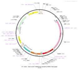 BIOHIPPO&nbsp;AAV-mOXT-hM3D(Gq)-mCherry-WPRE-hGH-polyA