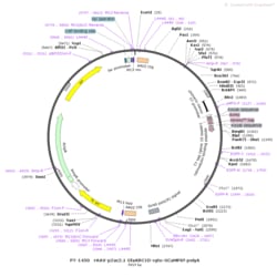 BIOHIPPO&nbsp;AAV-GfaABC1D-cyto-GCaMP6f-SV40-polyA