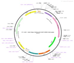BIOHIPPO&nbsp;AAV-hSyn-ChrimsonR-EGFP-WPRE-hGH-polyA