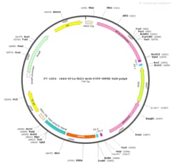 BIOHIPPO&nbsp;AAV-EF1a-fDIO-Arch-EYFP-WPRE-hGH-polyA