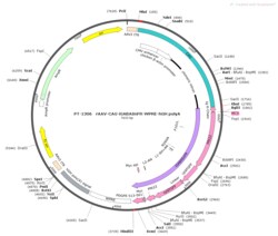 BIOHIPPO&nbsp;AAV-CAG-iGABASnFR-WPRE-pA
