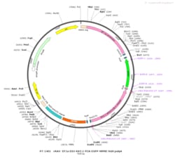BIOHIPPO&nbsp;AAV-EF1a-DIO-Kir2.1-P2A-EGFP-WPRE-hGH-polyA