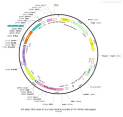 BIOHIPPO&nbsp;AAV-EF1a-DIO-hChR2(H134R)-EYFP-WPRE-hGH-polyA