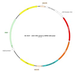 BIOHIPPO&nbsp;AAV-CMV-mCherry-WPRE-hGH-polyA