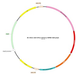 BIOHIPPO&nbsp;AAV-EF1a-mCherry-WPRE-hGH-polyA