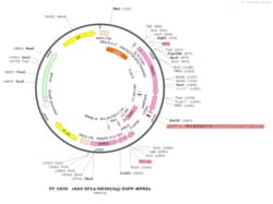BIOHIPPO&nbsp;AAV-mDLx-iGABASnFR-WPREs