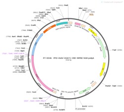 BIOHIPPO&nbsp;AAV-VGAT1-Cre-WPRE-hGH-polyA