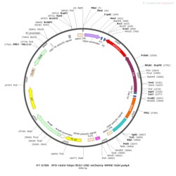BIOHIPPO&nbsp;AAV-hSyn-fDIO-Cre-mCherry-WPRE-hGH-polyA