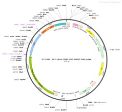 BIOHIPPO&nbsp;AAV-TPH2-Cre-WPRE-hGH-polyA