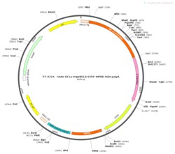 BIOHIPPO&nbsp;AAV-EF1a-eNpHR3.0-EYFP-WPRE-hGH-polyA