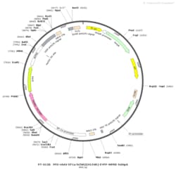 BIOHIPPO&nbsp;AAV-EF1a-ChR2-EYFP-WPRE-hGH-polyA