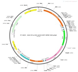 BIOHIPPO&nbsp;AAV-EF1a-DIO-Arch-EGFP-WPRE-hGH-polyA