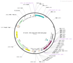 BIOHIPPO&nbsp;AAV-PV-Cre-bGH-polyA