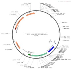 BIOHIPPO&nbsp;AAV-fSST-Cre-bGH-polyA