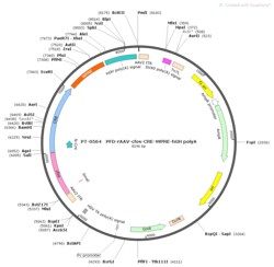BIOHIPPO&nbsp;AAV-c-Fos-Cre-WPRE-hGH-polyA