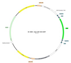 BIOHIPPO&nbsp;AAV-CMV-DIO-EGFP-WPRE-hGH-polyA
