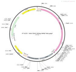 BIOHIPPO&nbsp;AAV-GFAP-3XFlag-WPRE-hGH-polyA