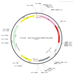 BIOHIPPO&nbsp;AAV-c-Fos-mCherry-WPRE-hGH-polyA
