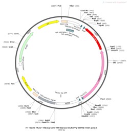 BIOHIPPO&nbsp;AAV-TRE3G-DIO-hM4D(Gi)-mCherry-WPRE-hGH-polyA