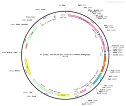 BIOHIPPO&nbsp;AAV-EF1a-DIO-DTA-WPRE-hGH-polyA