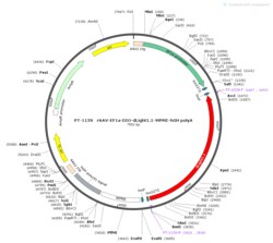 BIOHIPPO&nbsp;AAV-EF1a-DIO-dLight1.1-WPRE-hGH-polyA