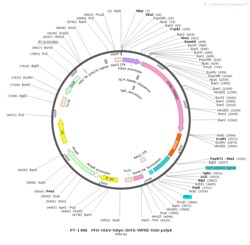 BIOHIPPO&nbsp;AAV-hSyn-5HT6-WPRE-hGH-polyA
