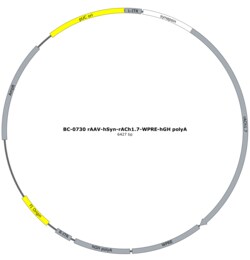 BIOHIPPO&nbsp;AAV-hsyn-rACh1.7-WPRE-hGH-polyA