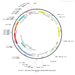BIOHIPPO&nbsp;AAV-CMV-mCherry-3XFlag-WPRE-hGH-polyA