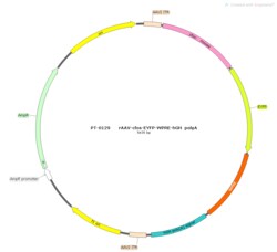 BIOHIPPO&nbsp;AAV-c-Fos-EYFP-WPRE-hGH-polyA