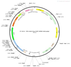 BIOHIPPO&nbsp;AAV-D1-EGFP-WPRE-bGH-polyA
