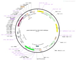BIOHIPPO&nbsp;AAV-RAM-d2tTA::TRE-EGFP-WPRE-bGH-polyA