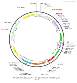BIOHIPPO&nbsp;AAV-nEF1a-Con-Fon-H2B-EGFP-F2A-TVA-WPRE-hGH-polyA
