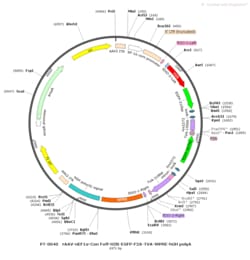 BIOHIPPO&nbsp;AAV-nEF1a-Con-Foff-H2B-EGFP-F2A-TVA-WPRE-hGH-polyA
