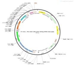 BIOHIPPO&nbsp;AAV-CMV-EGFP-3XFlag-WPRE-hGH-polyA