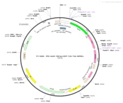 BIOHIPPO&nbsp;AAV-TRE3G-EGFP-T2A-TVA-WPREs