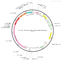 BIOHIPPO&nbsp;AAV-GFAP-mCherry-WPRE-hGH-polyA