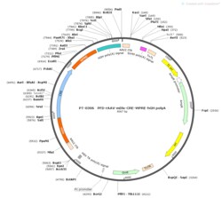 BIOHIPPO&nbsp;AAV-mDLX-Cre-WPRE-hGH-polyA