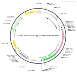 BIOHIPPO&nbsp;AAV-EF1a-DIO-EGFP-T2A-TK-WPRE-hGH-polyA
