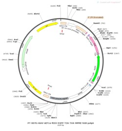 BIOHIPPO&nbsp;AAV-nEF1a-fDIO-EGFP-T2A-TVA-WPRE-hGH-polyA