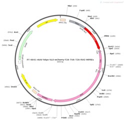 BIOHIPPO&nbsp;AAV-hSyn-mCherry-F2A-TVA-T2A-RVG-WPREs