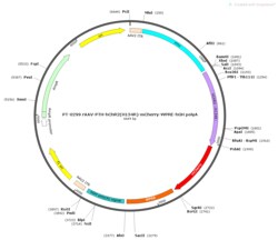 BIOHIPPO&nbsp;AAV-PTH-hChR2(H134R)-mCherry-WPRE-hGH-polyA