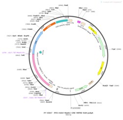 BIOHIPPO&nbsp;AAV-Mash1-Cre-WPRE-hGH-polyA
