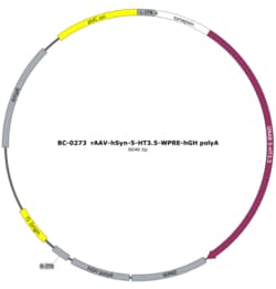 BIOHIPPO&nbsp;AAV-hSyn-5HT2h-WPRE-hGH-polyA