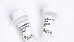 New England Biolabs, Inc.&nbsp;Thymine-DNA Glycosylase (TDG)-100 units
