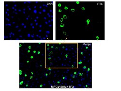 Immunology Consultants&nbsp;anti-BVDV Antibody (Mouse - Clone #105) - Monoclonal