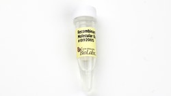 New England Biolabs, Inc.&nbsp;Recombinant Albumin, Molecular Biology Grade - 250 mg