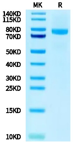 Kactus Recombinant Canine LRRC15/LIB Protein is expressed from HEK293 with