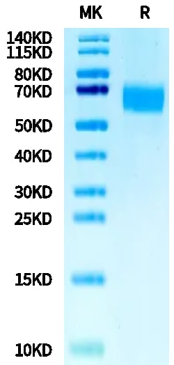 Kactus&nbsp;Recombinant Mouse CD98 Protein is expressed from HEK293 with His tag at the N-terminus.It contains Ala100-Ala526.