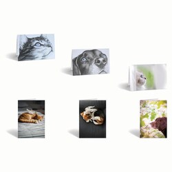 Med Vet International&nbsp;Sympathy Cards, Combination Pack, 12/Pack, J1483S